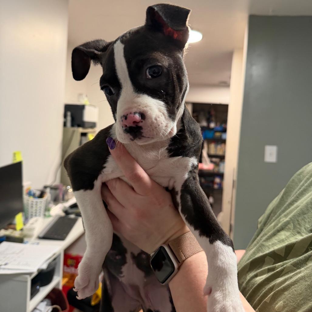 Bonnie, Adoptable, Puppy Female Mixed Breed.