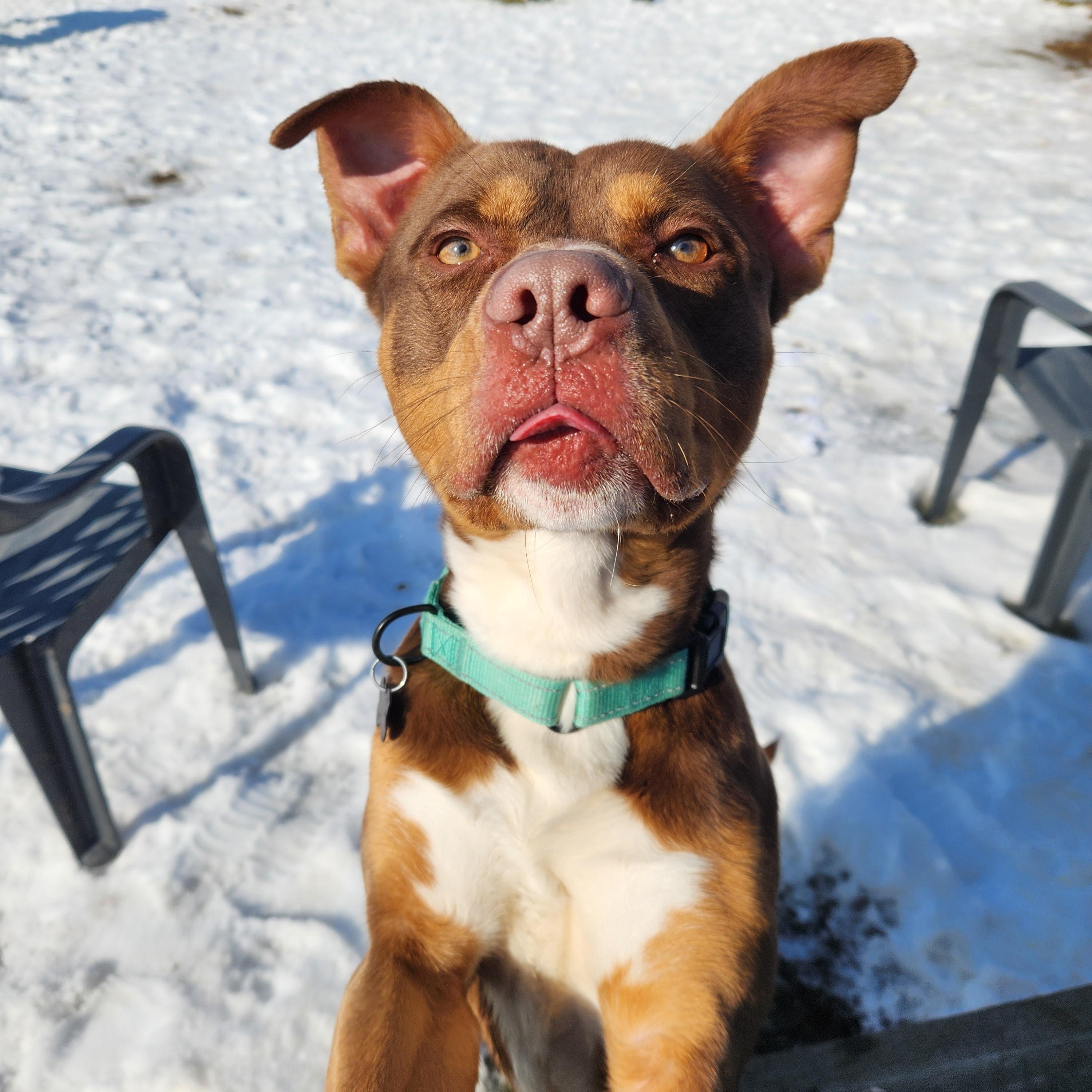 Enlarge Timon, a ADOPTABLE mixed breed in Warren, OH image 2/3