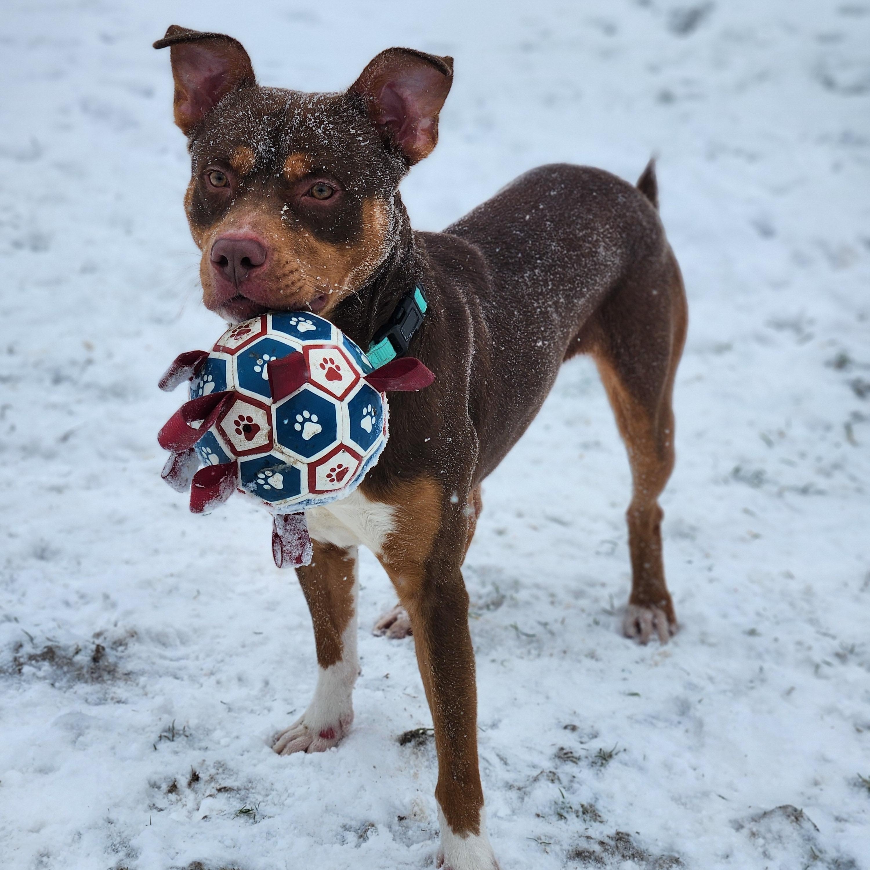 Enlarge Timon, a ADOPTABLE mixed breed in Warren, OH image 3/3