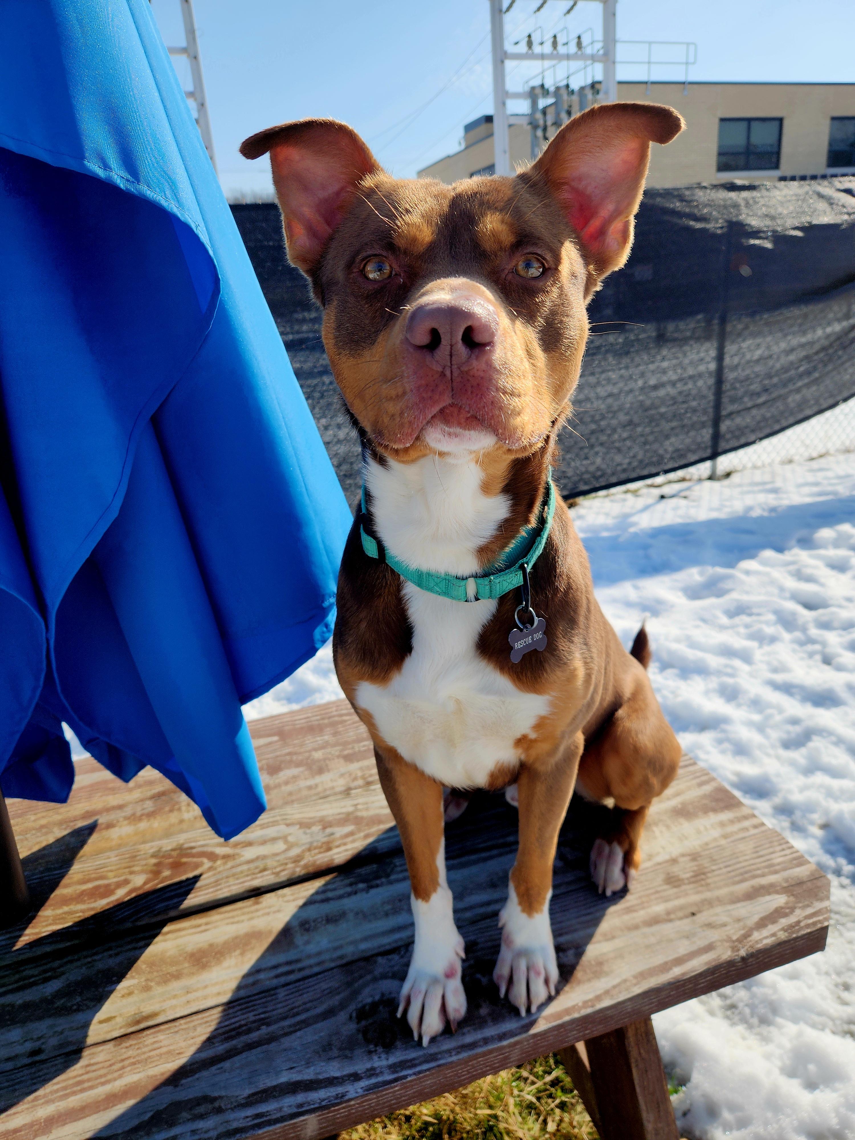 Enlarge Timon, a ADOPTABLE mixed breed in Warren, OH image 1/3