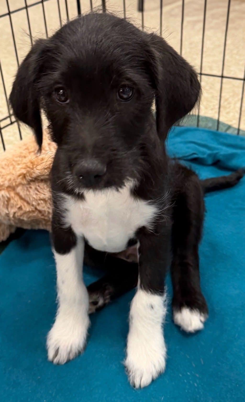 Enlarge Kipling, an adoptable mixed breed in Toms River, NJ image 2/4