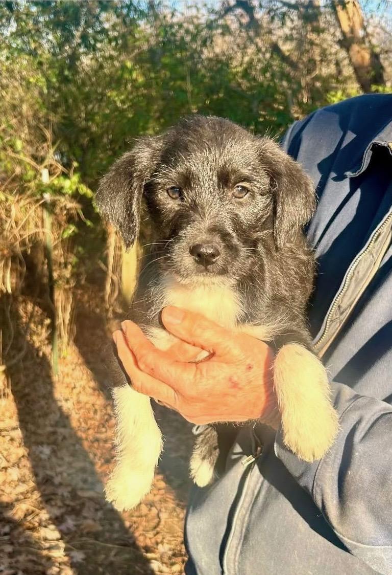 Enlarge Kipling, an adoptable mixed breed in Toms River, NJ image 1/1