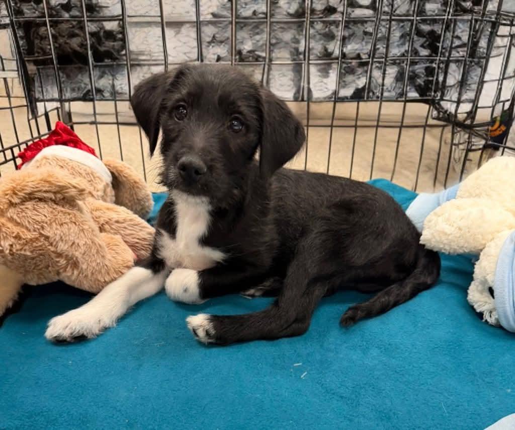 Enlarge Kipling, an adoptable mixed breed in Toms River, NJ image 4/4