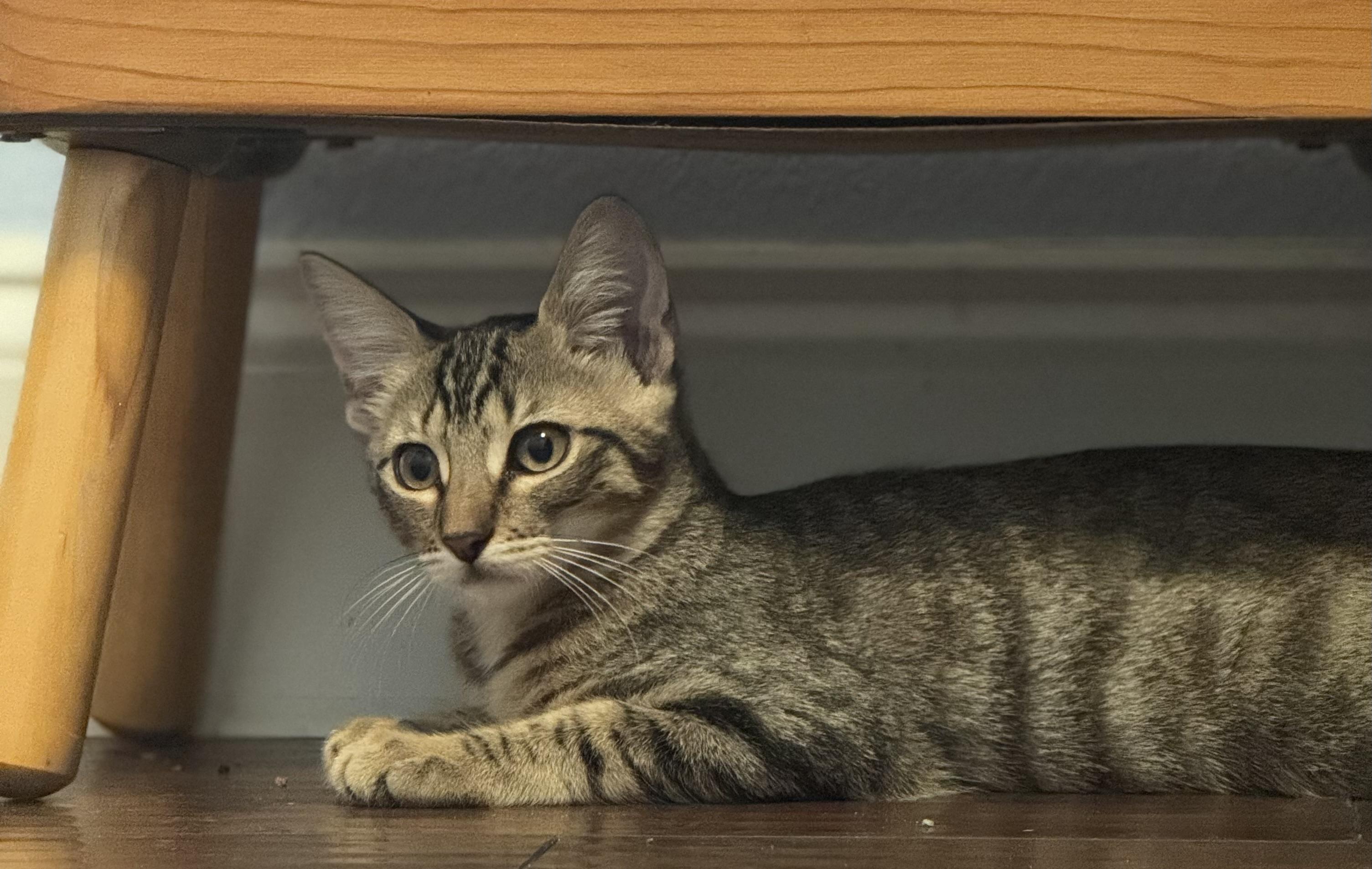 Enlarge Tomato, a Adopted Domestic Short Hair in Allen, TX image 2/4