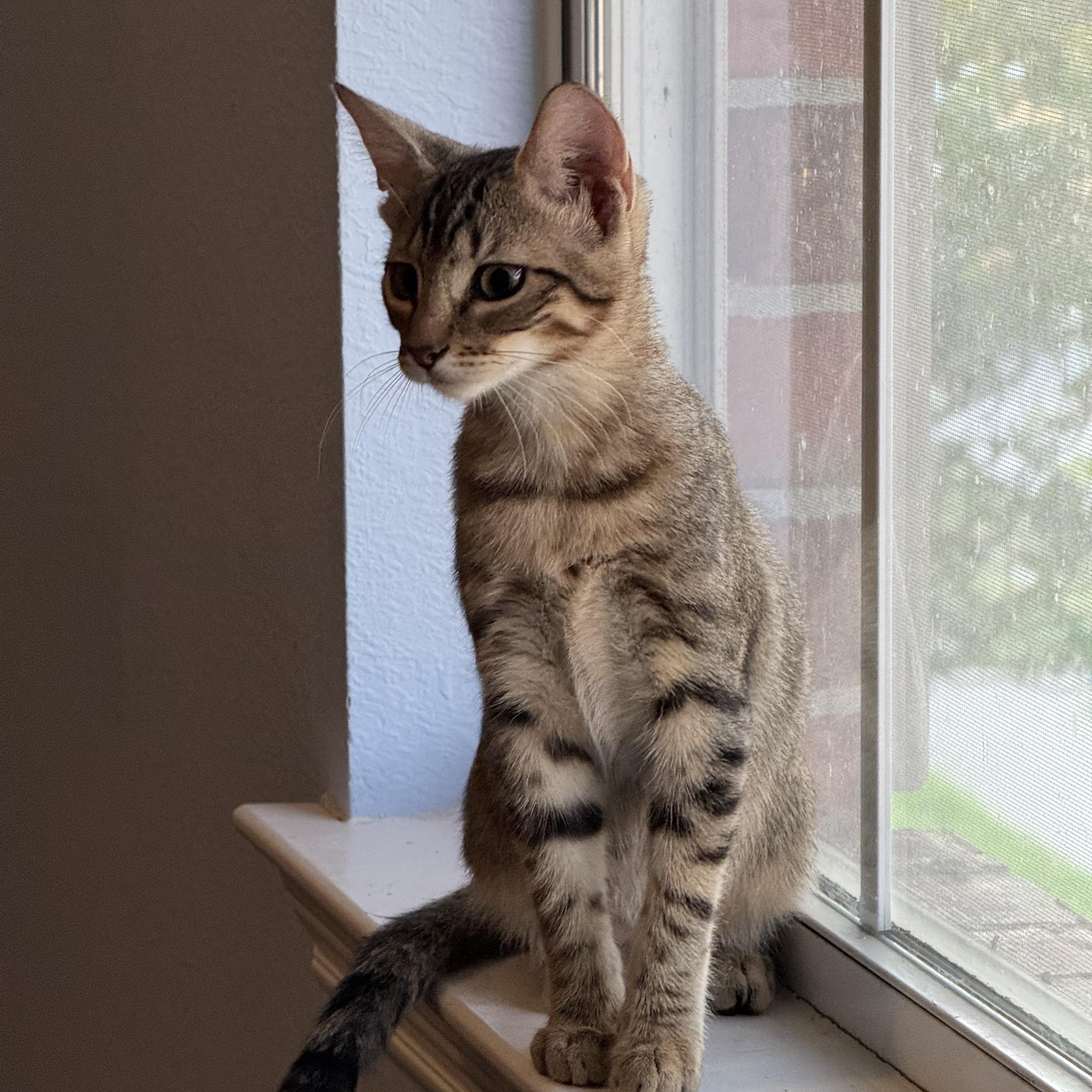 Enlarge Tomato, a Adopted Domestic Short Hair in Allen, TX image 3/4