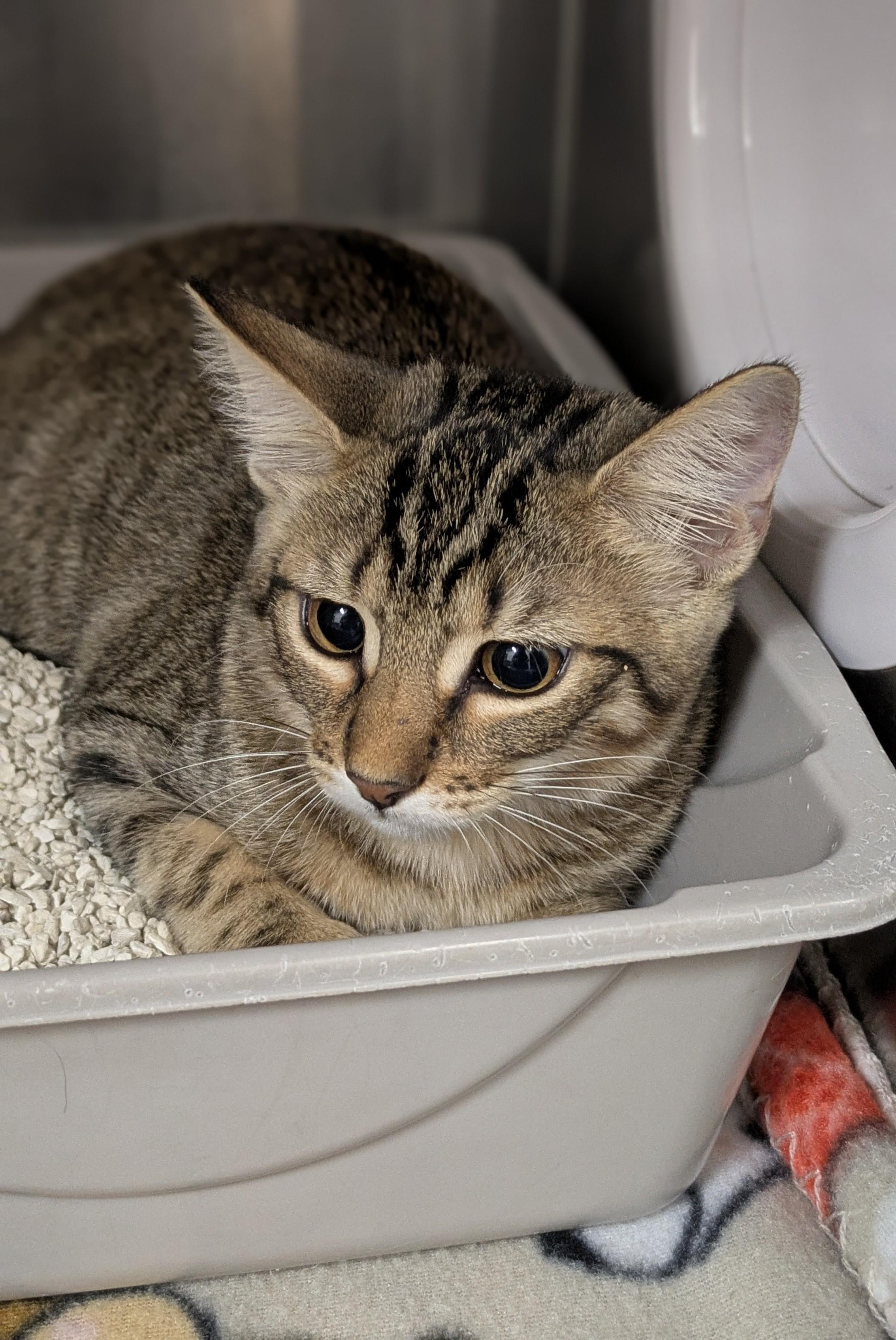 Enlarge Tomato, a Adoptable Domestic Short Hair in Allen, TX image 1/1