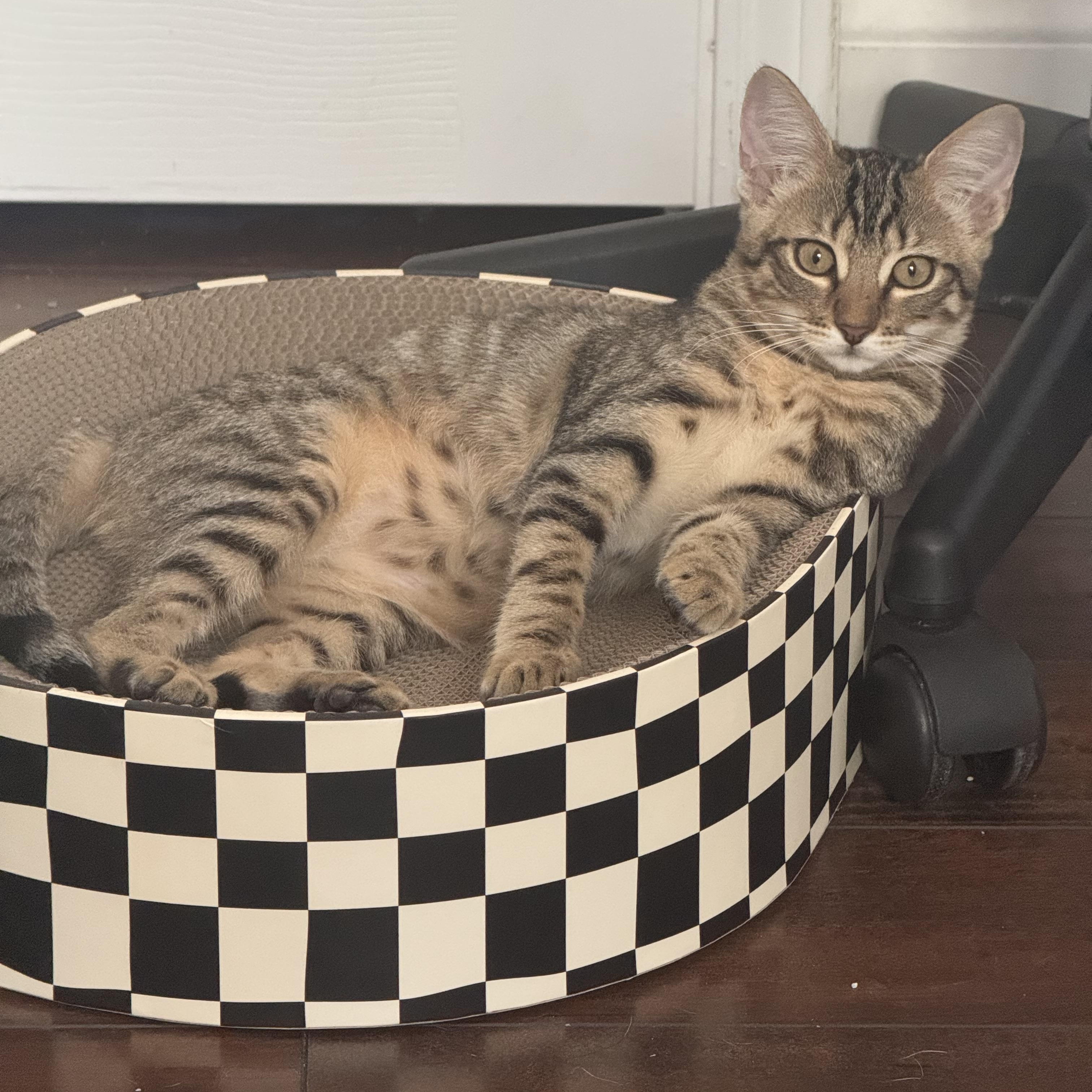 Enlarge Tomato, a Adopted Domestic Short Hair in Allen, TX image 4/4