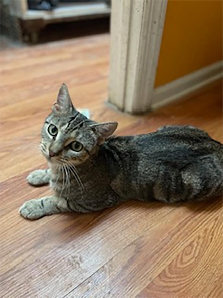 Maddy, Adoptable, Adult Female Domestic Short Hair.