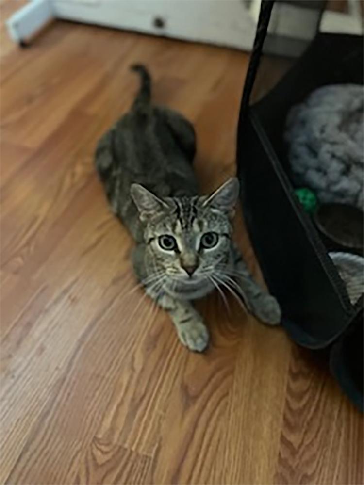 Maddy, a Adoptable Domestic Short Hair in Weehawken, NJ image 2/4