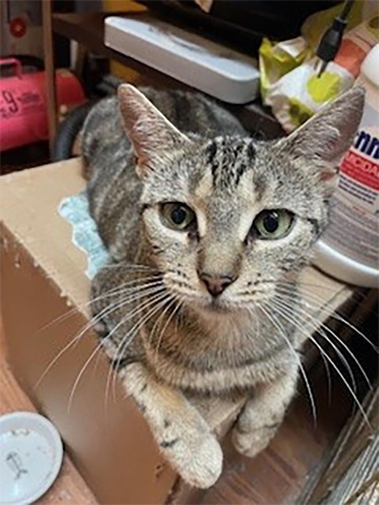 Maddy, a Adoptable Domestic Short Hair in Weehawken, NJ image 3/4