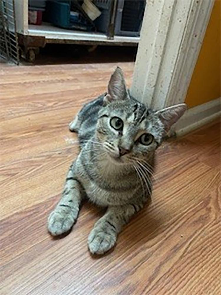 Maddy, a Adoptable Domestic Short Hair in Weehawken, NJ image 4/4