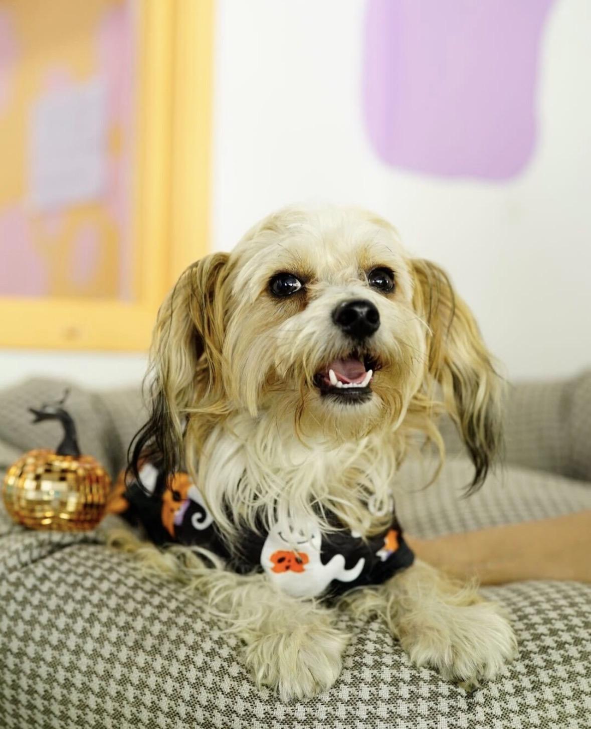 Enlarge Ezra, a Adoptable mixed breed in Pasadena, CA image 1/5