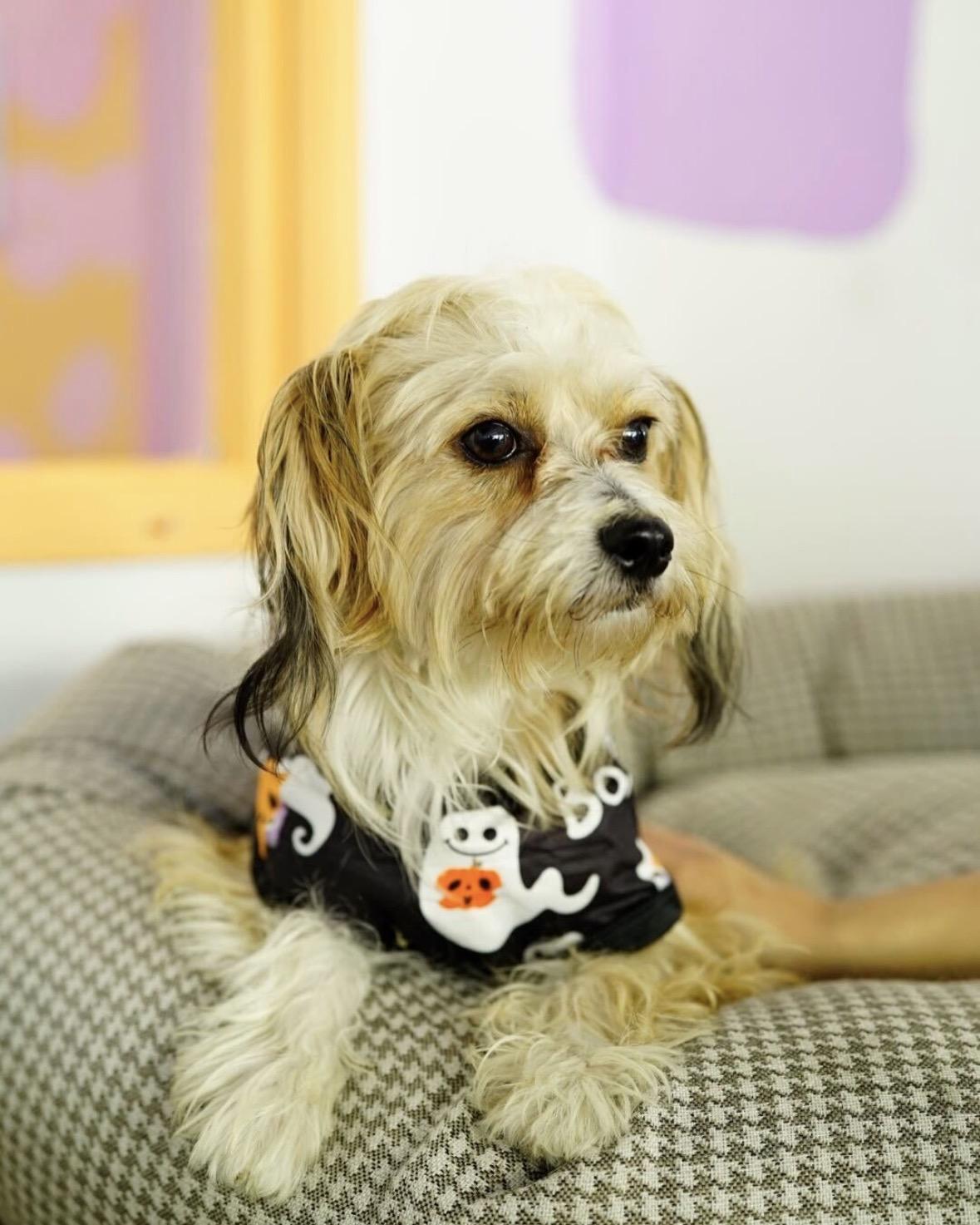 Enlarge Ezra, a Adoptable mixed breed in Pasadena, CA image 3/5