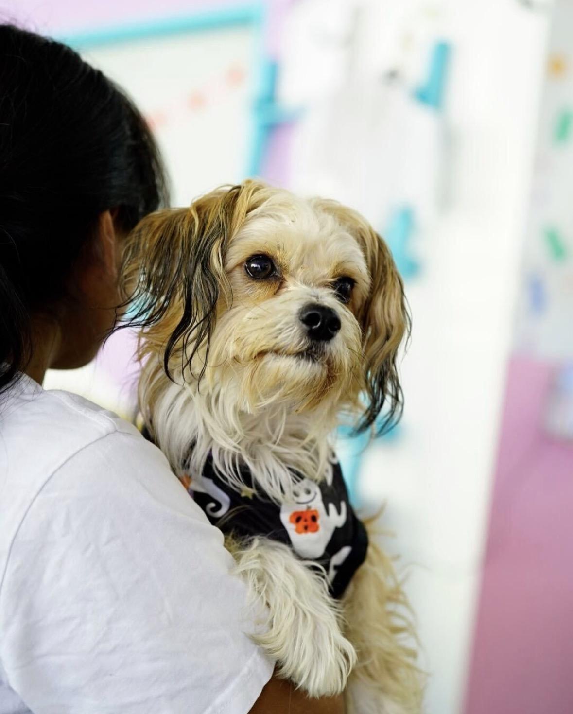Enlarge Ezra, a Adoptable mixed breed in Pasadena, CA image 5/5