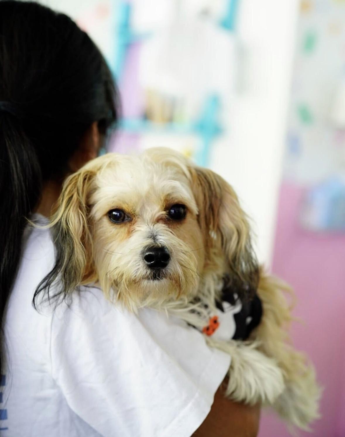 Enlarge Ezra, a Adoptable mixed breed in Pasadena, CA image 4/5