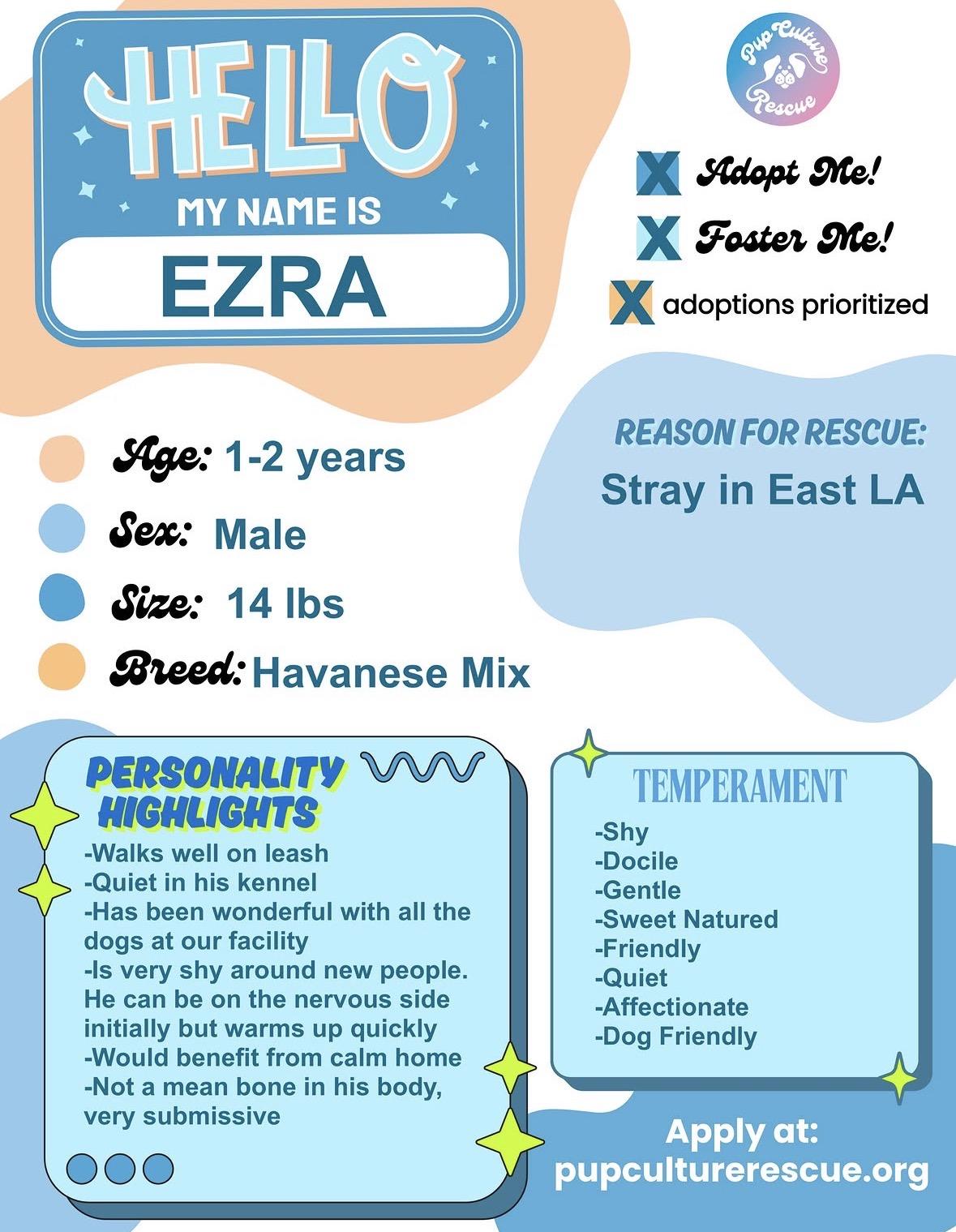 Enlarge Ezra, a Adoptable mixed breed in Pasadena, CA image 2/5