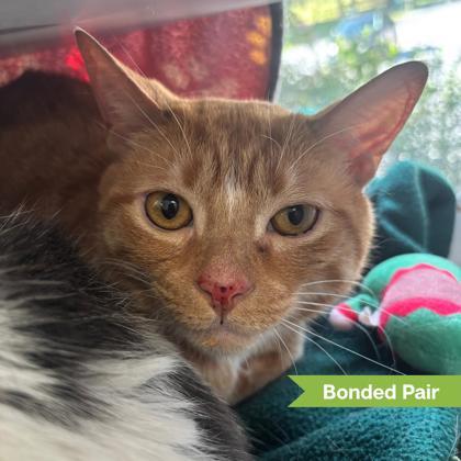 Enlarge OJ ( bonded with Leo), a Adoptable Domestic Short Hair in Reisterstown, MD image 2/2