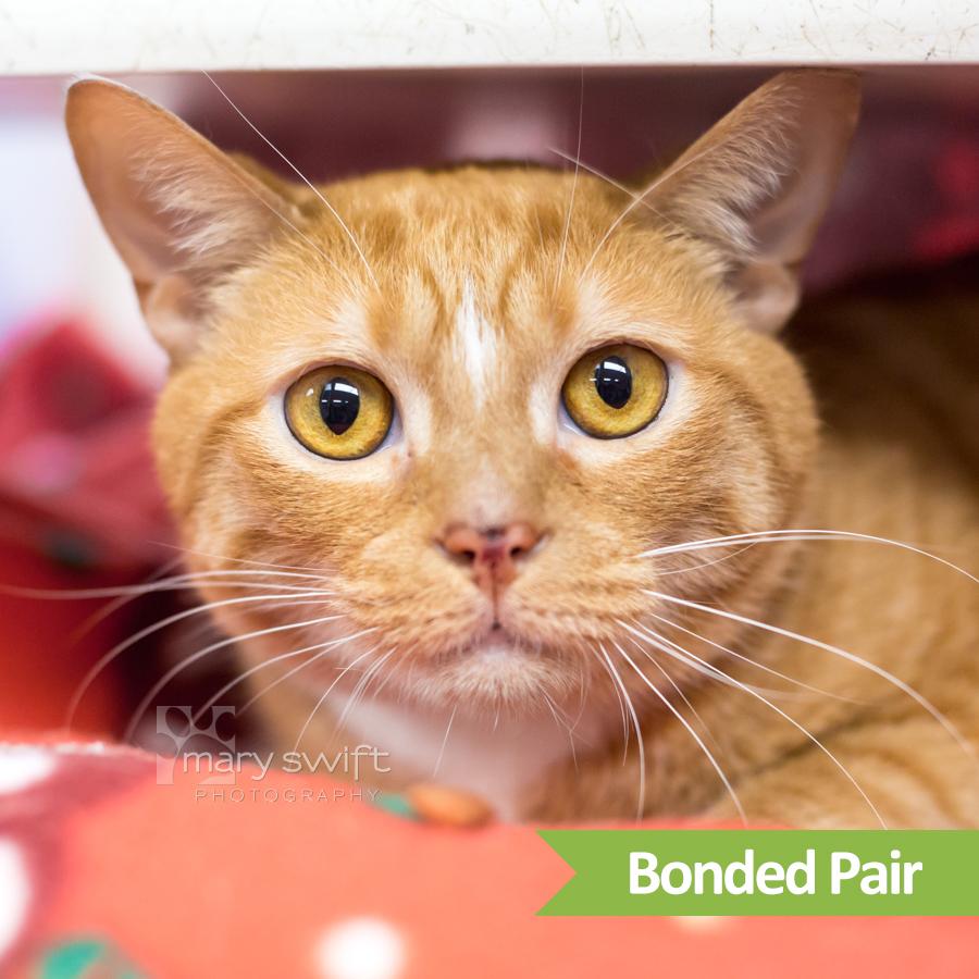 OJ ( bonded with Leo), Adoptable, Adult Female Domestic Short Hair.