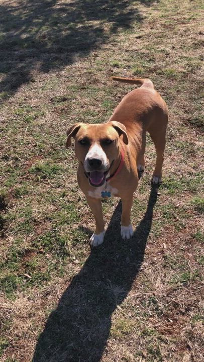 Enlarge MOLLY, a Adopted mixed breed in Lakeway, TX video 3/5