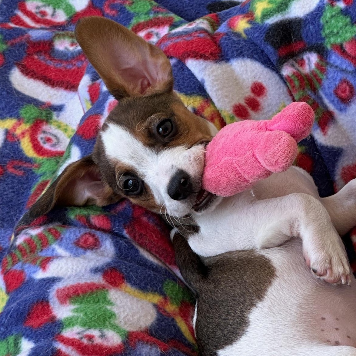 Trip, a Adoptable mixed breed in Sherwood, OR image 1/3