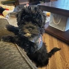 Enlarge Cherry, a ADOPTABLE Maltipoo in Homer Glen, IL image 2/4
