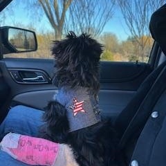 Enlarge Cherry, a ADOPTABLE Maltipoo in Homer Glen, IL image 3/4