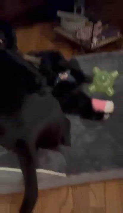 Enlarge Cherry, a ADOPTABLE Maltipoo in Homer Glen, IL video 4/4