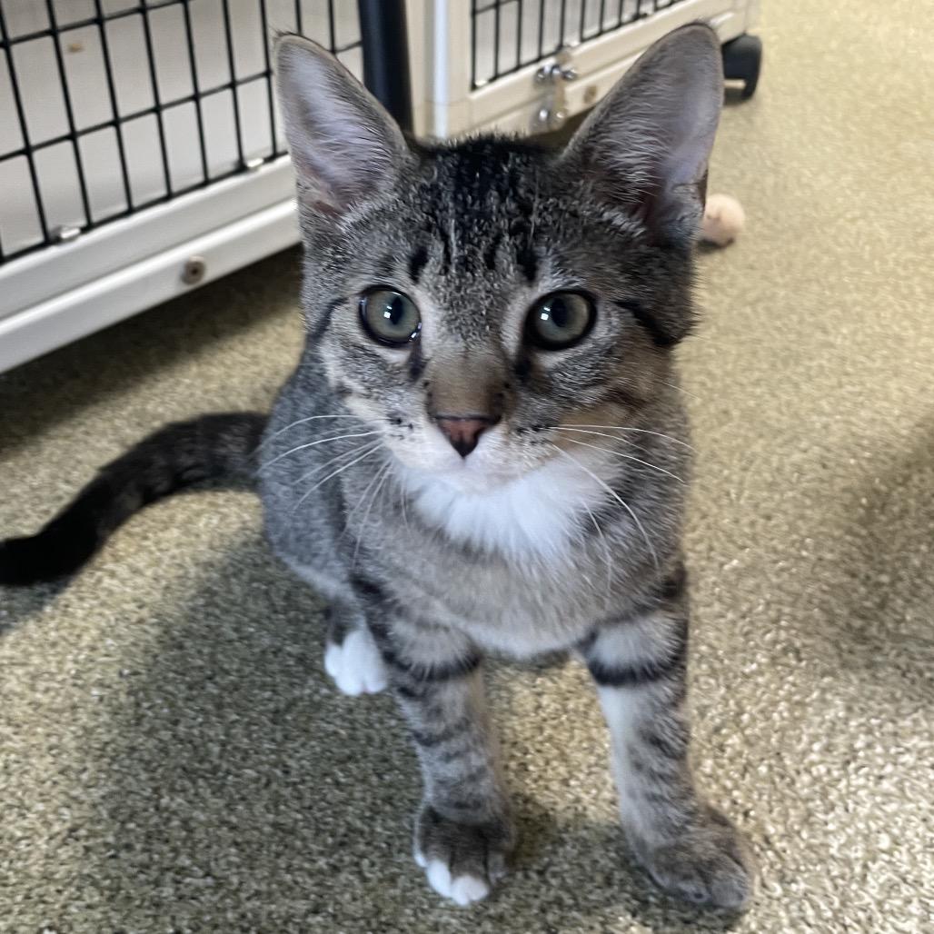 Enlarge Nick Jonas, a Adoptable Domestic Short Hair in Chicago, IL image 1/2