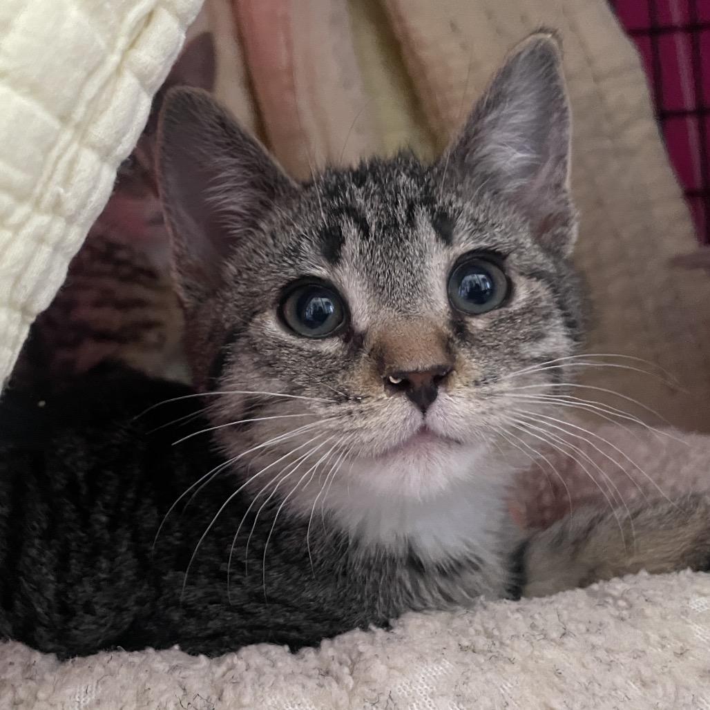 Enlarge Nick Jonas, a Adoptable Domestic Short Hair in Chicago, IL image 2/2