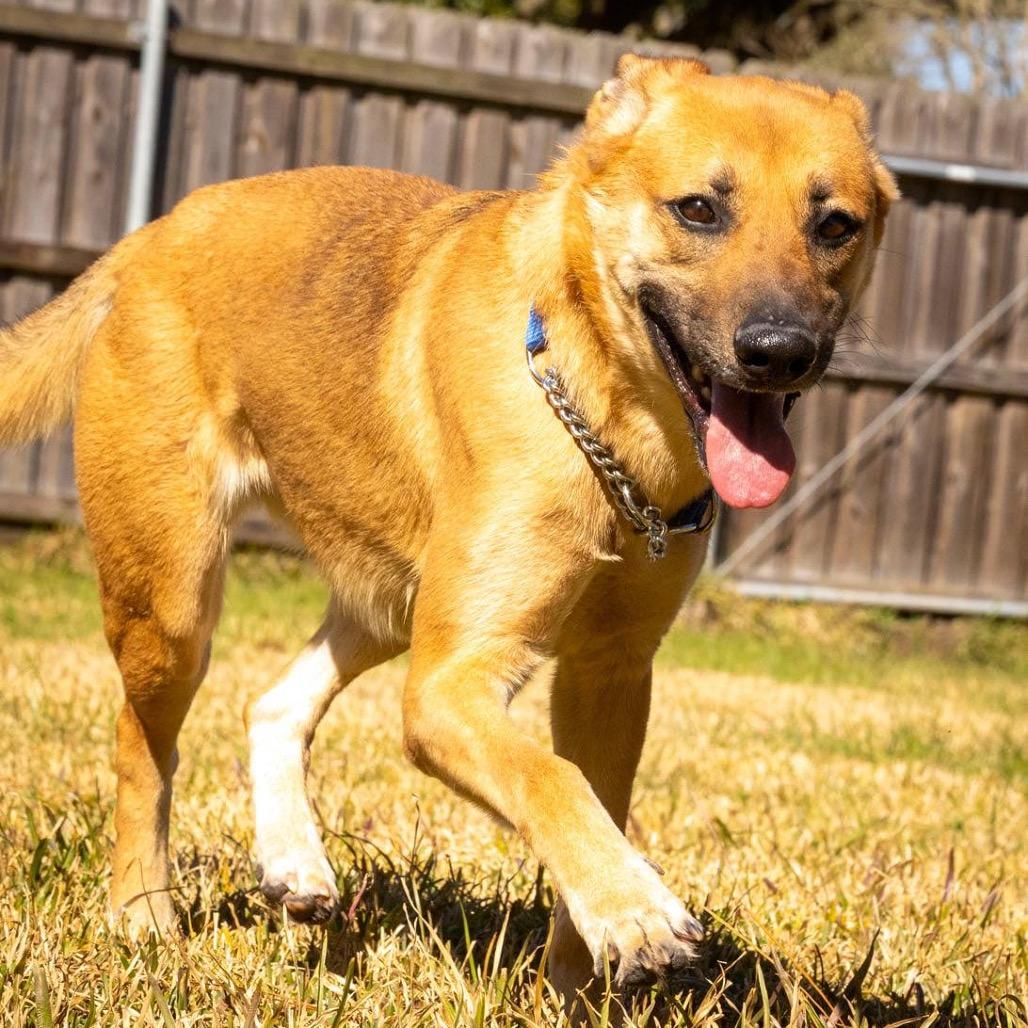 Maura, Adoptable, Adult Female German Shepherd Dog.