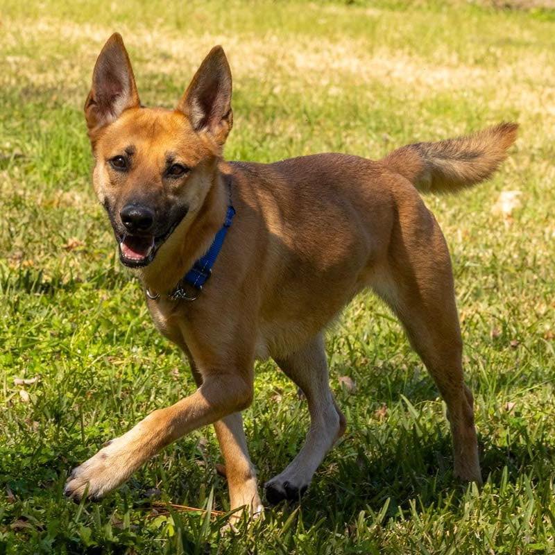 Maura, a Adoptable German Shepherd Dog in Halifax , NS image 2/4