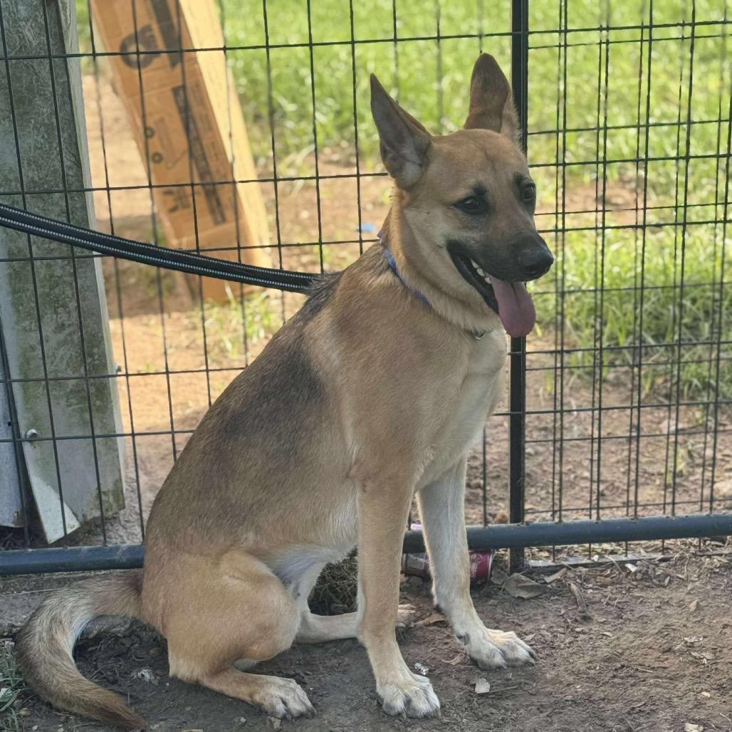 Maura, a Adoptable German Shepherd Dog in Halifax , NS image 3/4