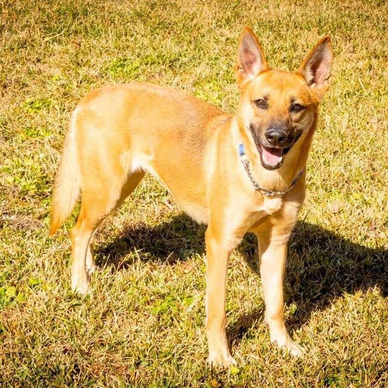 Maura, a Adoptable German Shepherd Dog in Halifax , NS image 4/4