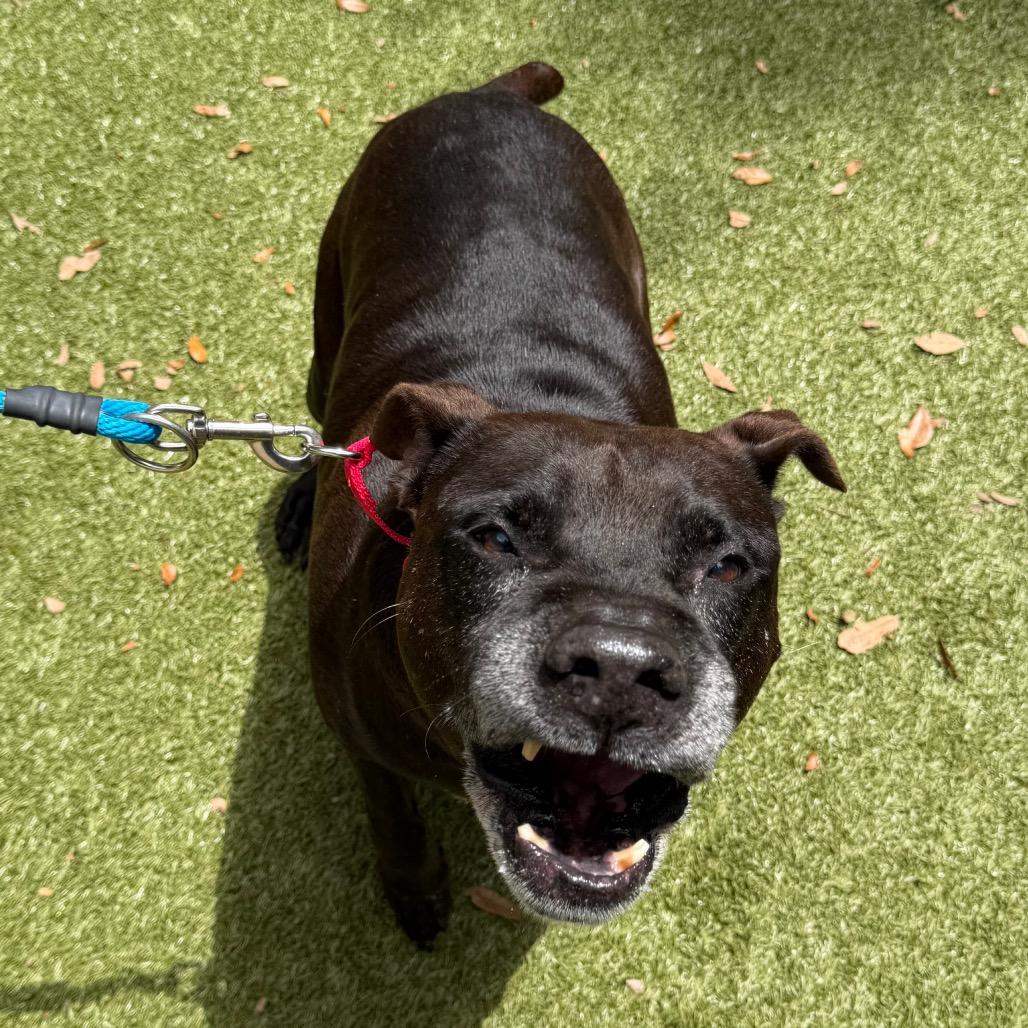 Bill, Adoptable, Senior Male Mixed Breed.