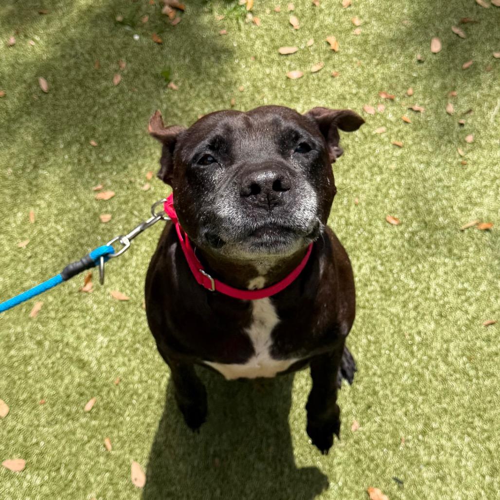 Bill, a Adoptable Mixed Breed in Titusville, FL image 2/4