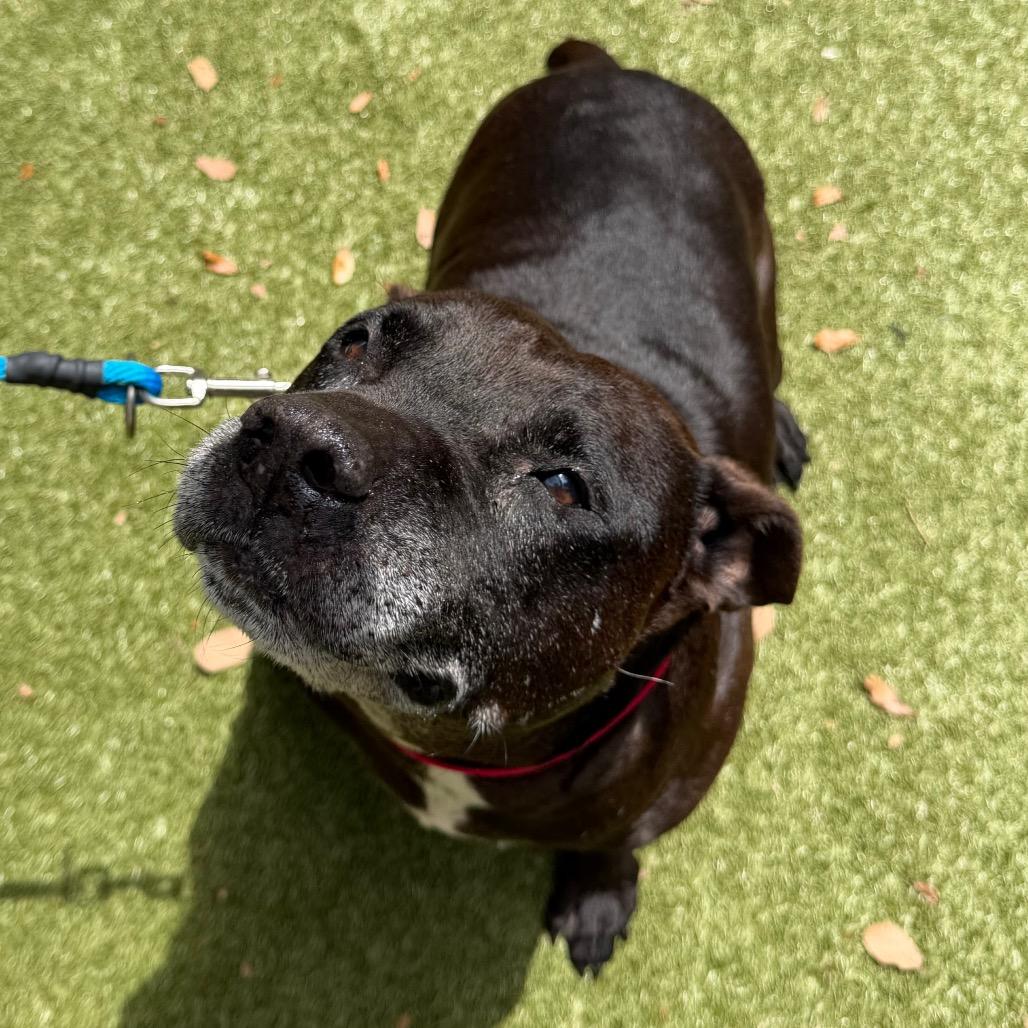 Bill, a Adoptable Mixed Breed in Titusville, FL image 3/4
