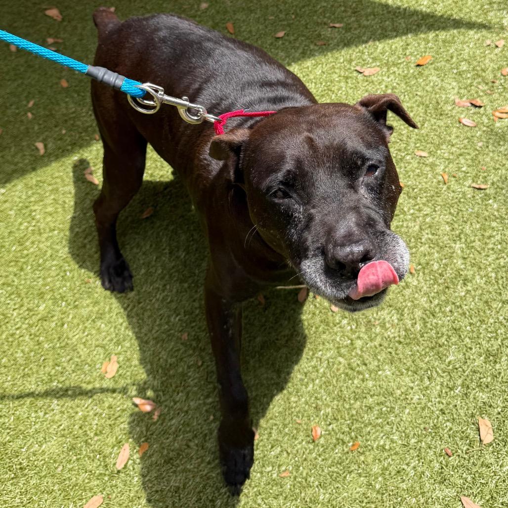 Bill, a Adoptable Mixed Breed in Titusville, FL image 4/4