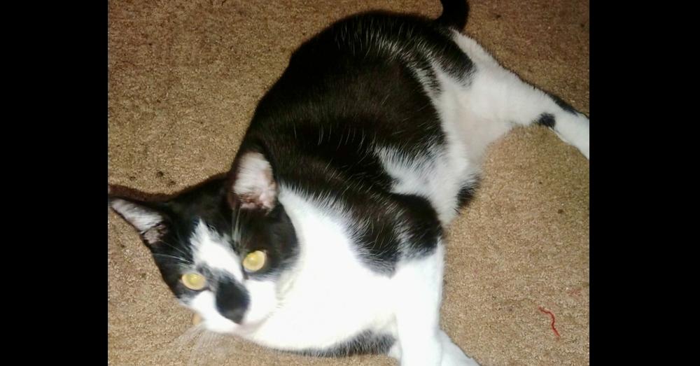 Albert (Binx), Adoptable, Adult Male Domestic Short Hair.