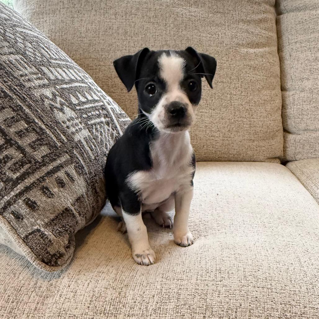 Oreo, Adoptable, Puppy Female Chihuahua & Shih Tzu.