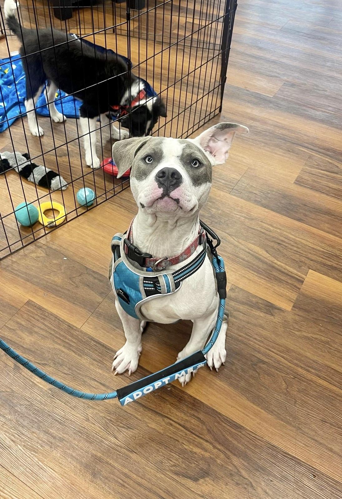 Enlarge Chip, a Adoptable mixed breed in North Haledon, NJ image 1/6