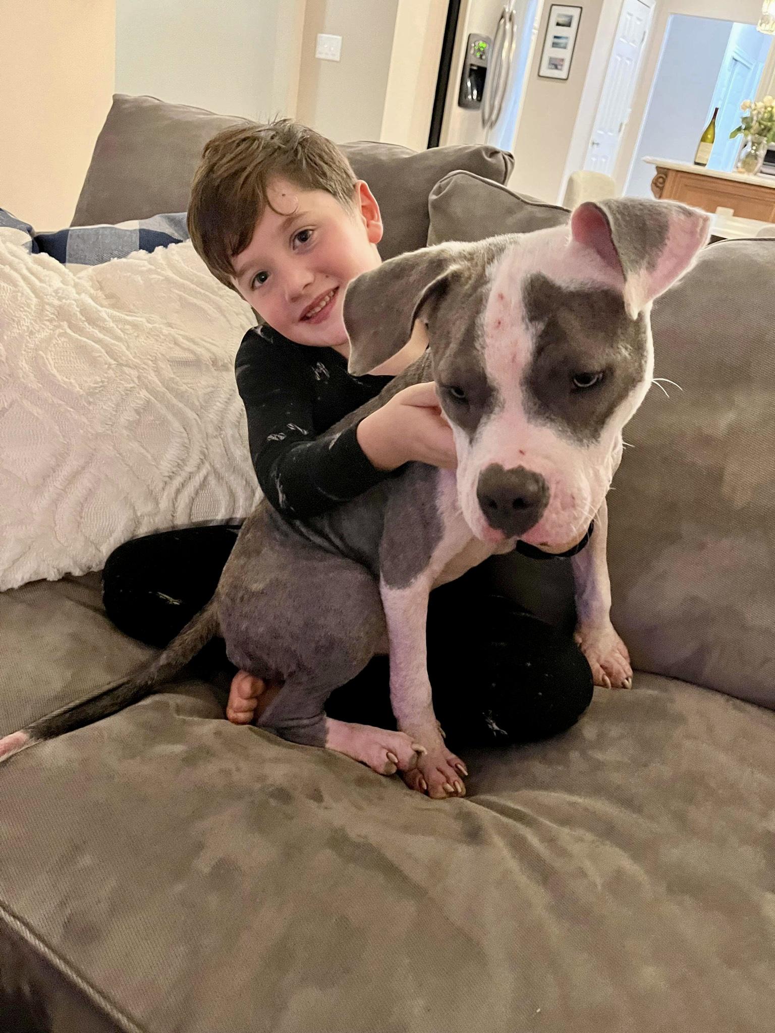 Enlarge Chip, a Adoptable mixed breed in North Haledon, NJ image 2/6