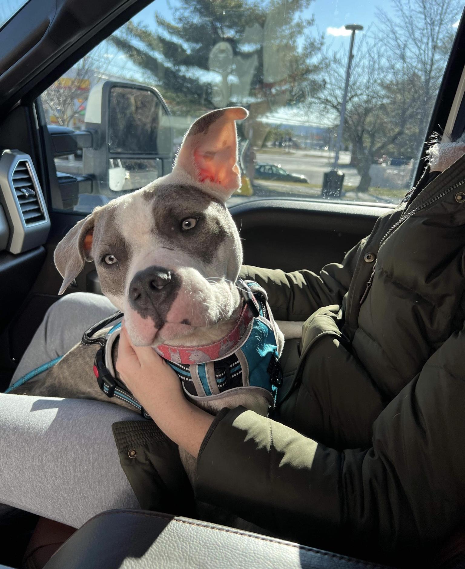 Enlarge Chip, a Adoptable mixed breed in North Haledon, NJ image 3/6