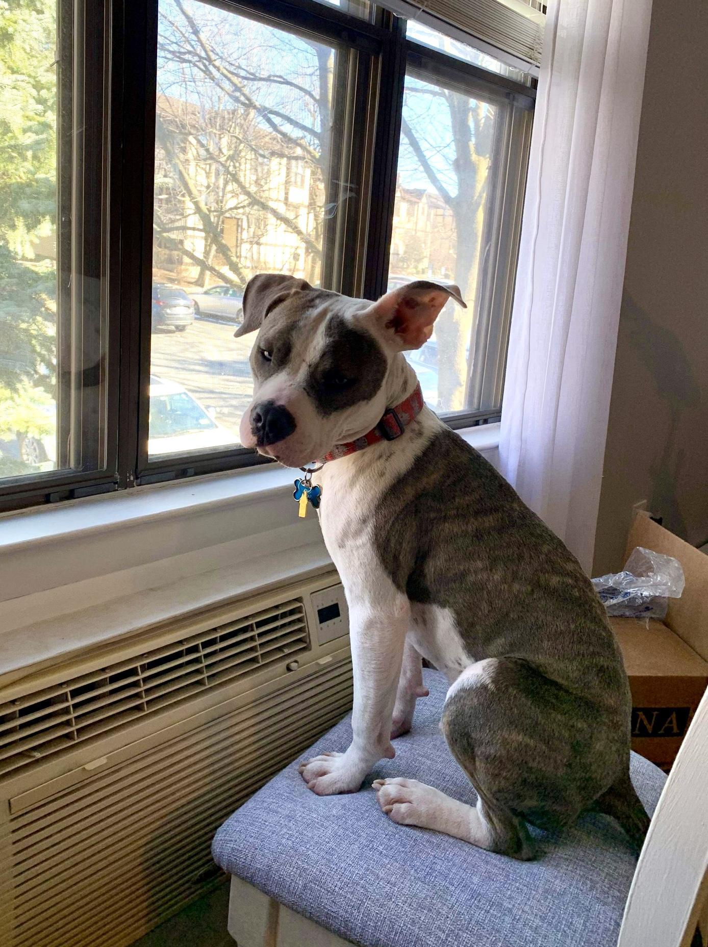 Enlarge Chip, a Adoptable mixed breed in North Haledon, NJ image 6/6