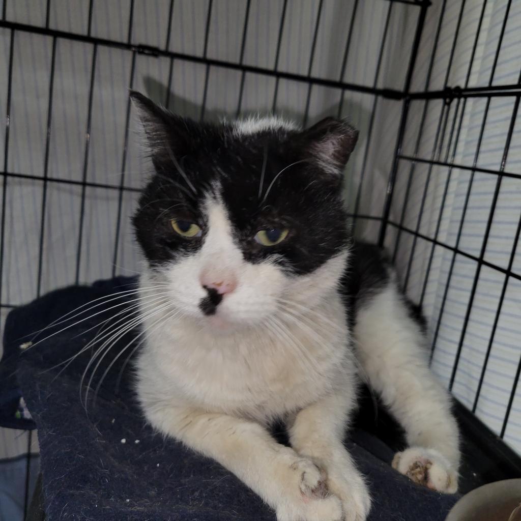 Enlarge Charlie Chapman, a Adoptable Domestic Short Hair in Brooklyn, NY image 1/1