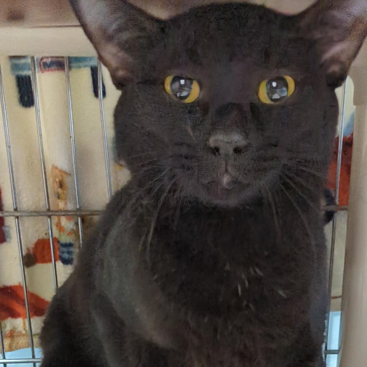 Bentley-(Merlin's Brother), adopted, Young Male Domestic Short Hair.