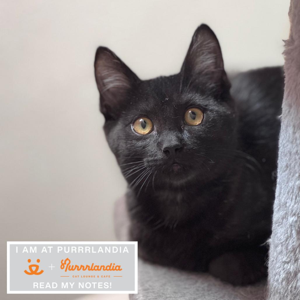 Azteca, Adoptable, Young Female Domestic Short Hair.