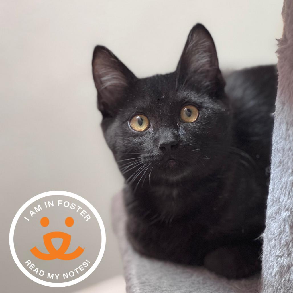 Azteca, Adoptable, Kitten Female Domestic Short Hair.