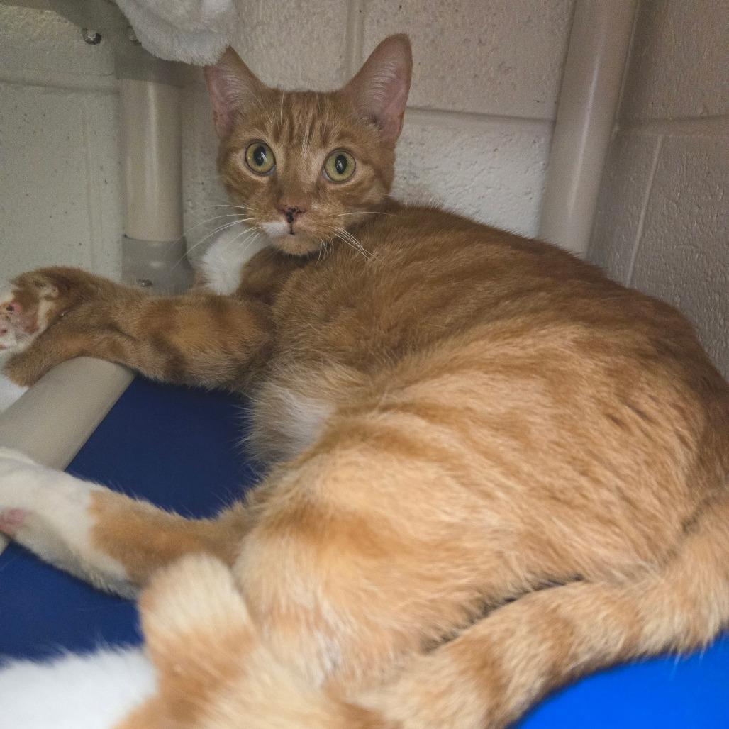 Harold, a Adoptable Domestic Short Hair in Rocky Mount, VA image 1/5