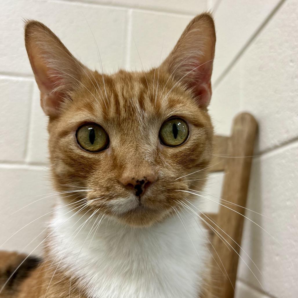 Harold, a Adoptable Domestic Short Hair in Rocky Mount, VA image 2/5