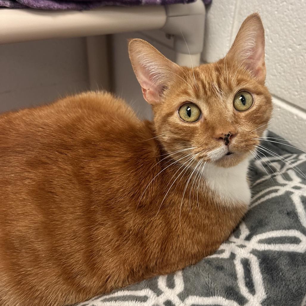 Harold, a Adoptable Domestic Short Hair in Rocky Mount, VA image 4/5